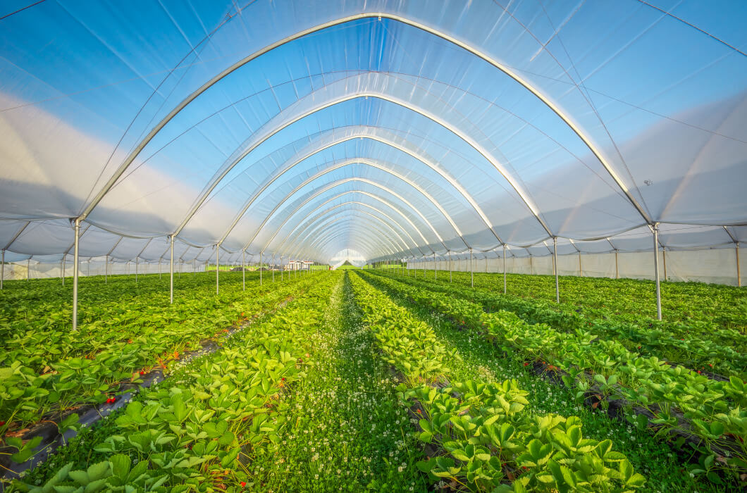 Greenhouse and tunnel films in agricultural can benefit from anti-fog additive masterbatch by Polymer Link, which prevents the formation of droplets on the inner surface of plastic films, allowing sunlight to penetrate unhindered and providing optimal conditions for plant growth
