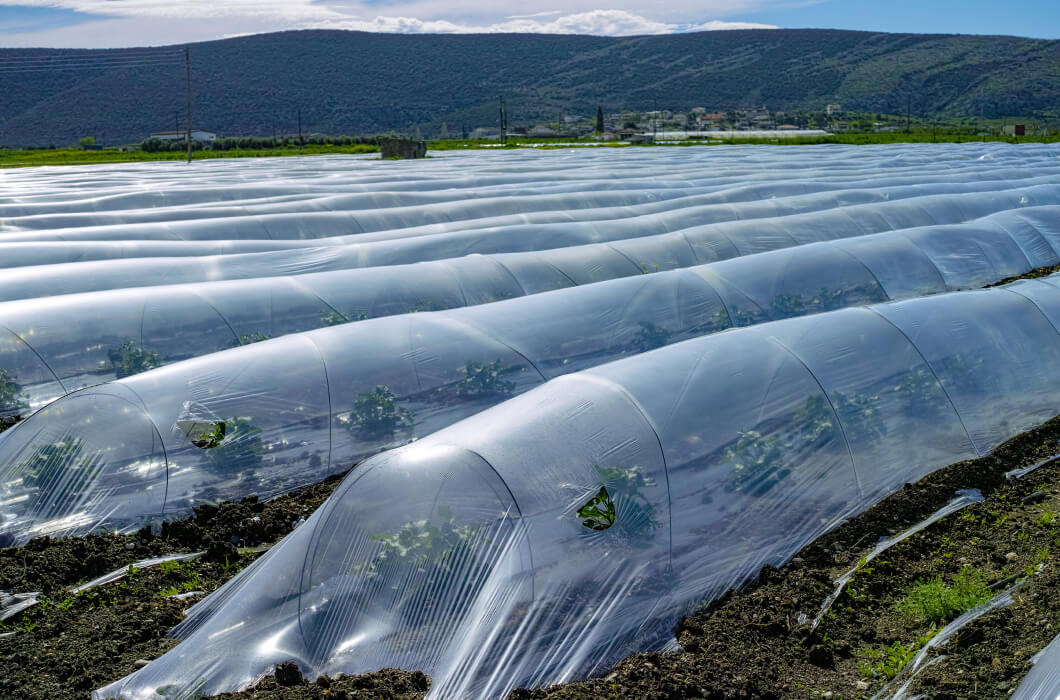 Plastic mulch in agriculture can benefit from the insect repellent additive masterbatch by Polymer Link, which consists of a unique blend of aromatic plant oils and odoriferous compounds, protecting against insect attacks
