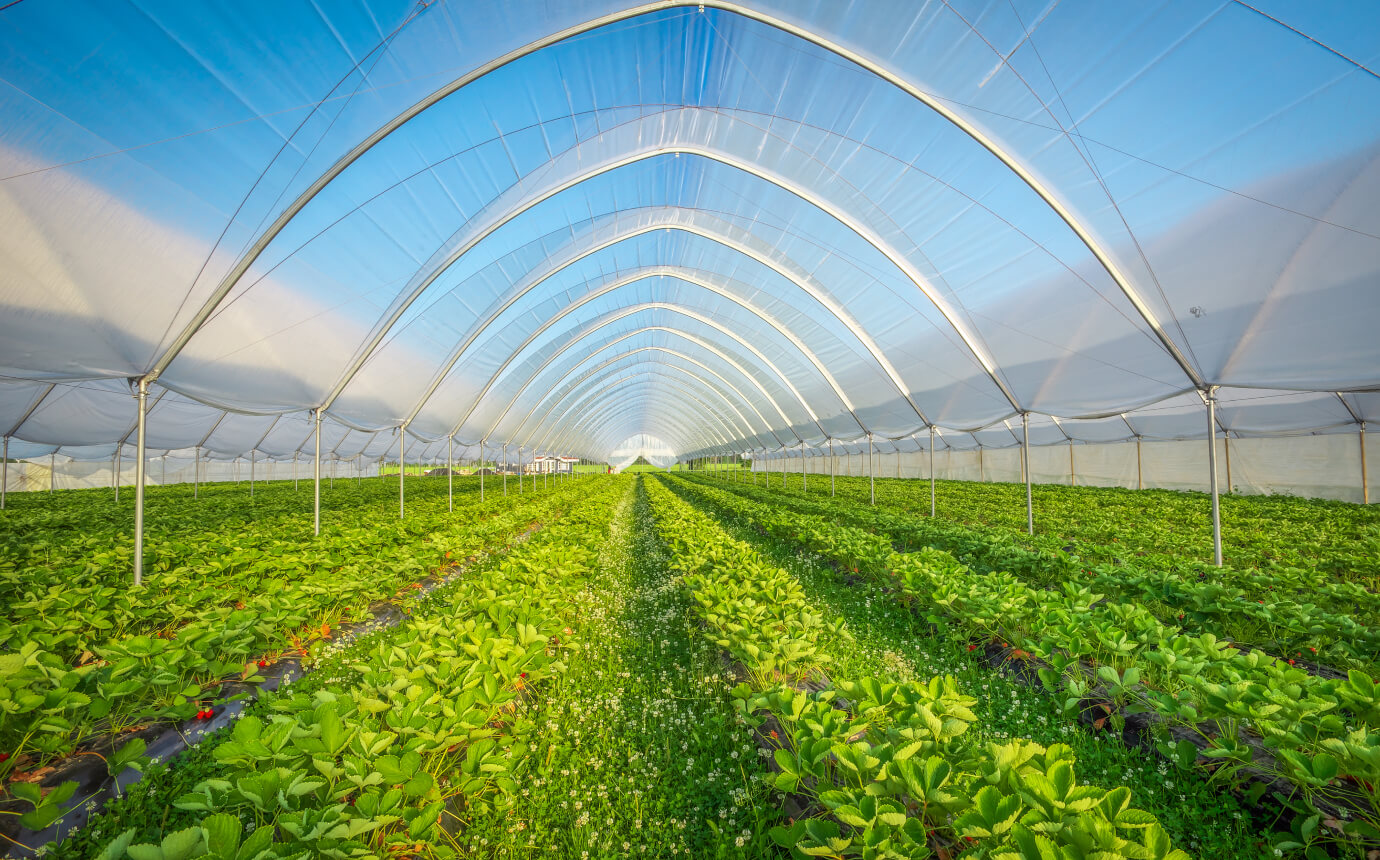 Greenhouse and tunnel films in agricultural can benefit from anti-fog additive masterbatch by Polymer Link, which prevents the formation of droplets on the inner surface of plastic films, allowing sunlight to penetrate unhindered and providing optimal conditions for plant growth
